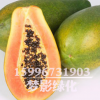 批發(fā)木瓜種子價(jià)格 顆粒飽滿 木瓜種子銷售 當(dāng)年采包發(fā)芽
