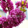 批發(fā)工程綠化樹 紫荊樹 滿條紅 庭院觀賞花卉 規(guī)格齊全