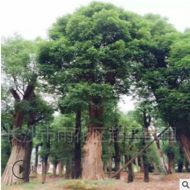 湖南超哥苗圃供應(yīng)移栽香樟 園林常綠喬木全冠香樟 大香樟樹(shù)