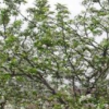 供應(yīng)海棠樹、樹苗移栽、西府海棠樹苗