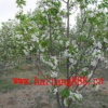 供應(yīng)八棱海棠樹、綠化植物、公路邊坡綠化