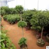客廳大觀葉盆栽植物 搖錢樹 想發(fā)財(cái)就養(yǎng)金錢榕 吸甲醛綠