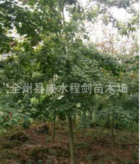 產地直銷貴州大量供應青楓 五角楓 廣西桂林青楓小苗批發(fā)