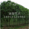 供應(yīng)綠化苗木 喬木類【樸樹】榆科樸屬落葉喬木