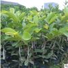 包郵供應(yīng)果苗紅心番石榴苗 芭樂苗 紅心芭樂苗 廣西果苗