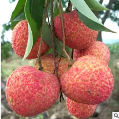 批發(fā)優(yōu)質(zhì)荔枝苗 接果樹苗 肉厚核小產(chǎn)量高 南北種植