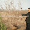 丁香花苗 庭院 白紫粉 可開花植物紫丁香花樹苗 丁香樹 規格齊全