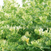 批發(fā)金銀花苗 耐寒 金銀花苗木 四季金銀花種苗兩 量大送貨 舉報