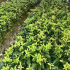 嫁接桂花 流蘇樹苗 油根子花苗 樹苗