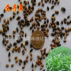 批發優質牧草種子 蘇丹草種子 蘇丹草凈籽 品種齊全 量大優惠