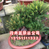 批發小葉赤楠盆景 高檔名貴盆景 小葉赤楠盆栽花卉綠化量大優惠