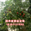 批發(fā)棗樹(shù)苗 嫁接棗樹(shù)樹(shù)苗 工程綠化冬棗樹(shù)苗品種齊全 量大優(yōu)惠