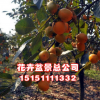 批發(fā) 嫁接柿子樹(shù)苗 柿子樹(shù)苗磨盤柿子苗 日本甜柿子苗果樹(shù)苗
