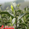 多年生茶花種子茶樹種子盆栽油茶種子當年新采發(fā)芽率高量大從優(yōu)
