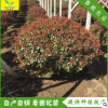 推薦色塊綠化紅葉石楠球 80公分1米冠幅 景觀造型 山東石楠球