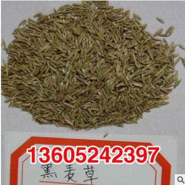 基地直銷黑麥草種子 優(yōu)質(zhì)精選黑麥草種子 牧草種子黑麥草質(zhì)優(yōu)價(jià)廉