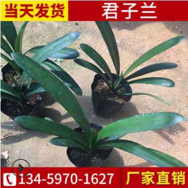 室內(nèi)綠植君子蘭 大花君子蘭盆 四季常綠花卉盆栽長葉君子蘭批發(fā)