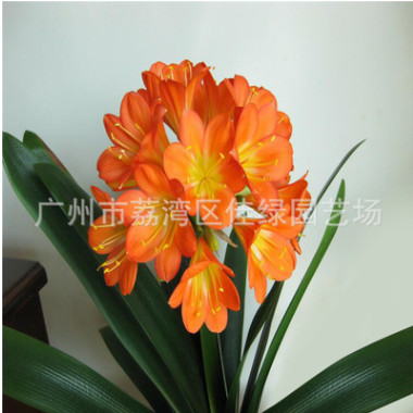 君子蘭小苗盆景花卉君子蘭凈化空氣君子蘭苗 君子蘭花盆栽 批發(fā)