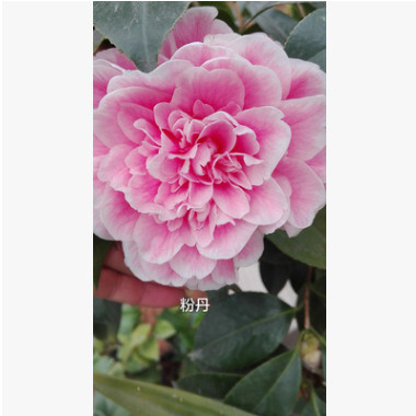 廠家供應(yīng)粉丹 四級茶花盆栽 茶花樹盆景價格