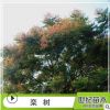 苗圃基地供應 欒樹 欒樹小苗規格齊全歡迎實地考察喬木類園林植物
