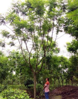 景林園藝場基地批發(fā)質(zhì)量保證地苗/袋苗藍(lán)花楹