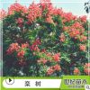 欒樹 庭院觀賞樹行道樹廠家直銷園林綠化工程樹木 木欒欒華
