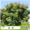 欒樹苗 胸徑5-25cm綠化苗木 苗圃供應樹苗批發 黃山欒樹苗