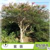 苗圃直銷紫薇紅花 又名百日紅 紅火箭 風景樹 庭蔭樹 行道樹
