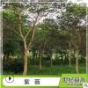 批發紫薇樹苗 美國紫薇 紫薇苗庭院綠化植物 規格齊全量大優紫薇