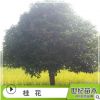 桂花樹苗 苗圃產地直銷桂花樹 八月金桂綠化苗木