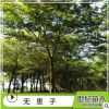 特價無患子山苗 苗圃產地直銷無患子優質山苗 無患子