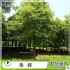 香樟樹苗 益陽香樟基地直銷 各種規格香樟樹苗 大量供應 行道樹