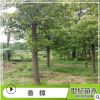 香樟 批發供應香樟 香樟樹 苗圃低價基地直銷 湖南香樟樹苗