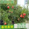 廠家直銷石榴盆景 形狀優(yōu)美 庭院工程綠化果樹 叢生造型石榴樹