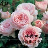 本特 歐月瑞典女王歐洲進(jìn)口月季花苗濃香大花 陽臺花卉盆栽