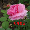 歐洲月季花苗 經(jīng)典微型月季無限公主月季 粉色大花勤花豐花