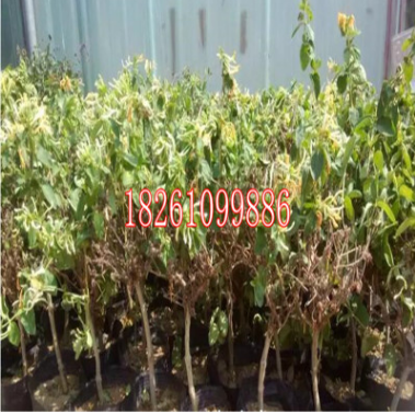 基地批發金銀花苗 耐寒 黃色花紅色花 四季金銀花種苗當年開花