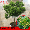 米蘭花苗 綠化工程袋苗 花卉盆栽 驅c綠植 四季常青芳香濃郁米蘭