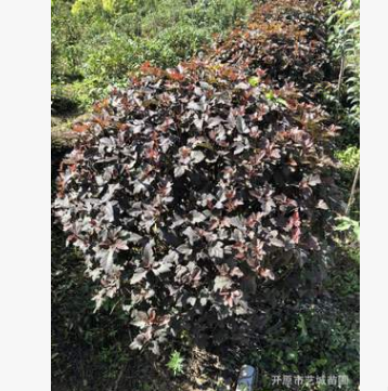紫葉風(fēng)箱果球現(xiàn)挖現(xiàn)賣園林綠化苗木批發(fā)