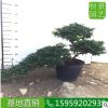 杜鵑高度50厘米 造型落葉灌木綠化工程苗杜鵑 美化環(huán)境盆栽映山紅 舉報(bào)