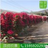紅花三角梅（高度1米5） 造型三角梅 勒杜鵑大苗產(chǎn)地 盆栽三角梅