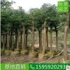 香樟10公分移植香樟假植 基地直銷全冠香樟樹(shù) 批發(fā)移栽樟樹(shù)骨架
