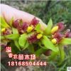 蘭花種植基地蘭花苗 春蘭 山蘭 惠蘭 帶花苞 花卉盆栽 四季常青
