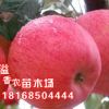 盆栽地載果樹苗 嫁接蘋果樹苗 白水蘋果苗 南方北方種植 當年結果