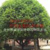 供桂花樹15~30cm廣西精品大桂花,桂林桂花樹
