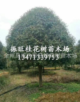 供桂花樹(shù)15~28cm廣西精品大桂花,桂林桂花樹(shù) 廣西桂花樹(shù)