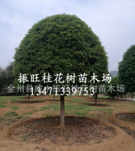 供廣西桂花樹(shù)18~30cm廣西精品大桂花,桂林桂花樹(shù)