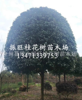供應(yīng)精品桂花分支50至1.2米直徑18cm20cm25cm30cm桂花 桂花批發(fā)