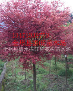 推廣鏈接紅楓，紅楓樹(shù)苗，優(yōu)質(zhì)紅楓，紅楓，質(zhì)優(yōu)價(jià)廉