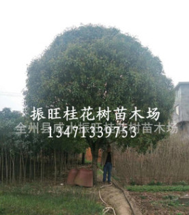 廣西桂林直銷桂花樹(shù) 大 庭陰樹(shù) 優(yōu)質(zhì)精品桂花樹(shù) 品種齊全